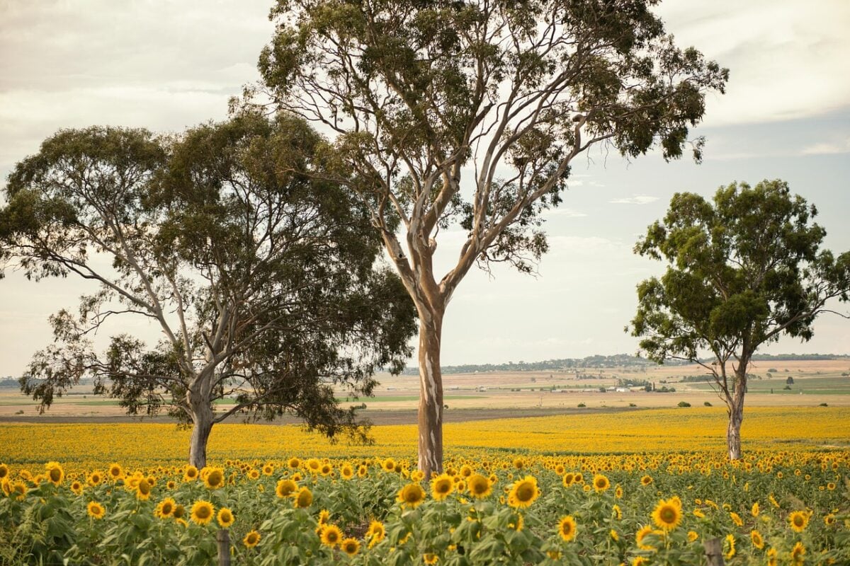 Girasoli Girasoli