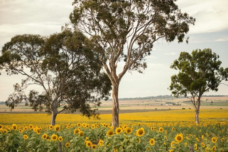 Girasoli