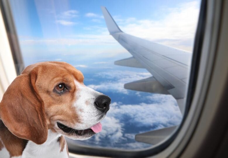 Large Dog On Board di ITA Airways