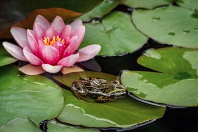 A luglio l’Italia si riempie di fiori sull’acqua: i luoghi dove ammirare le ninfee in fiore