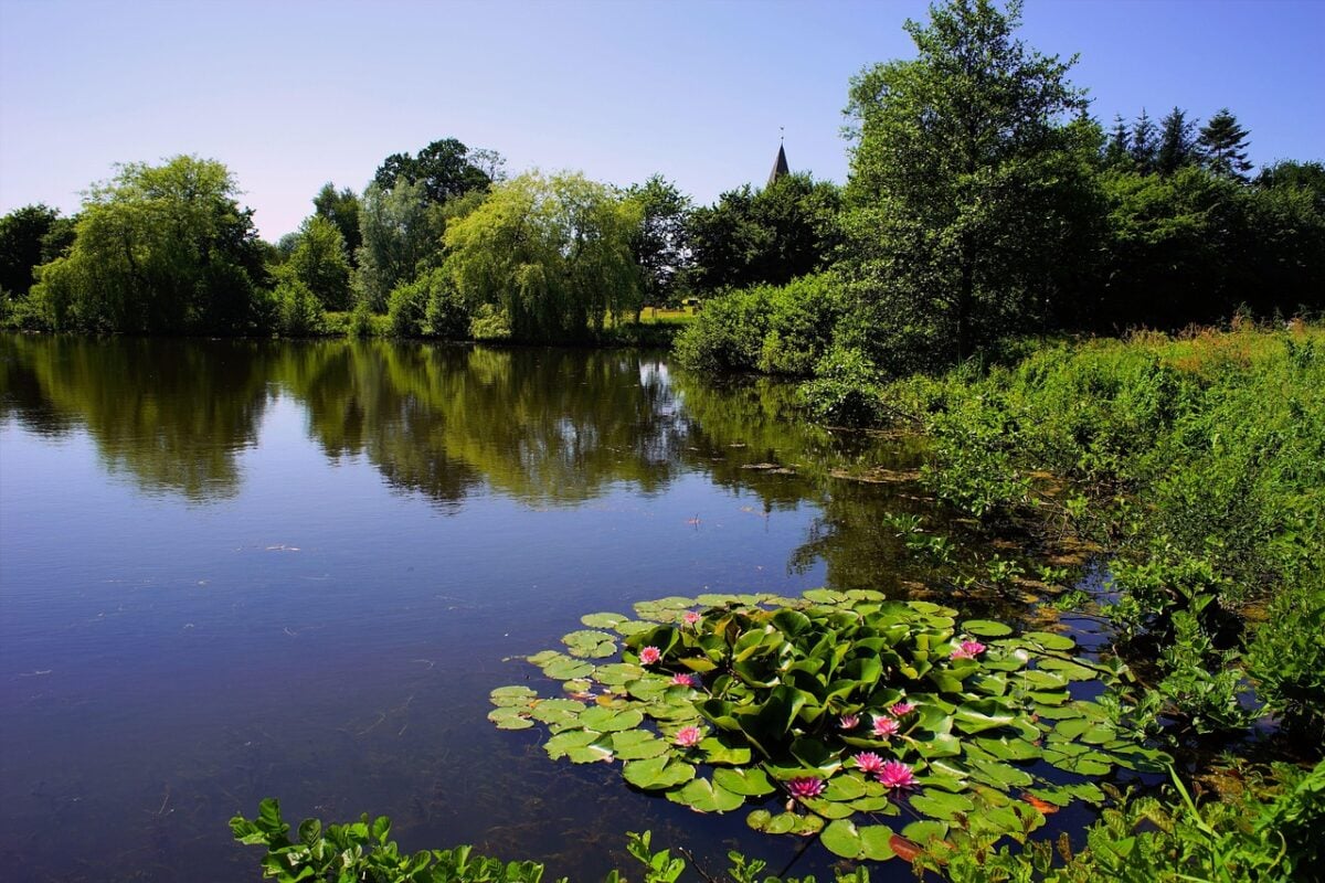 Ninfee, Lago Ninfee, Lago
