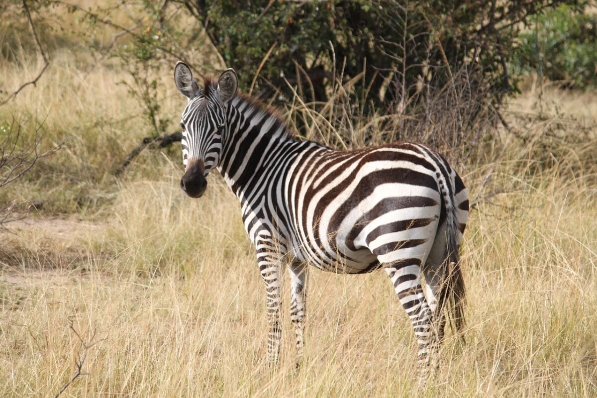 Serengeti Serengeti