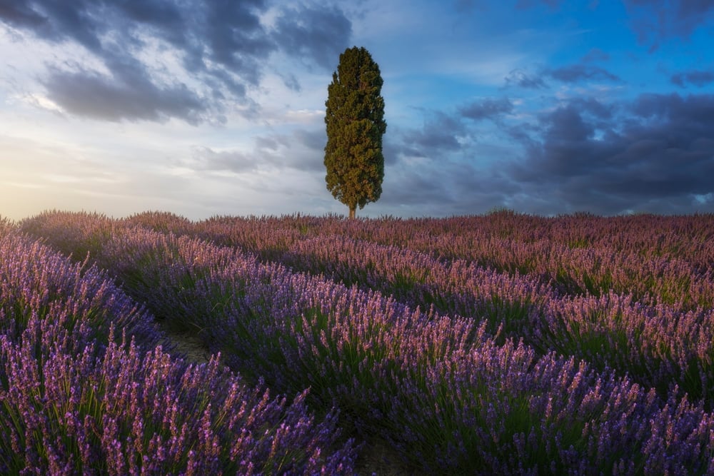orciano-toscana-campo-di-lavanda orciano-toscana-campo-di-lavanda