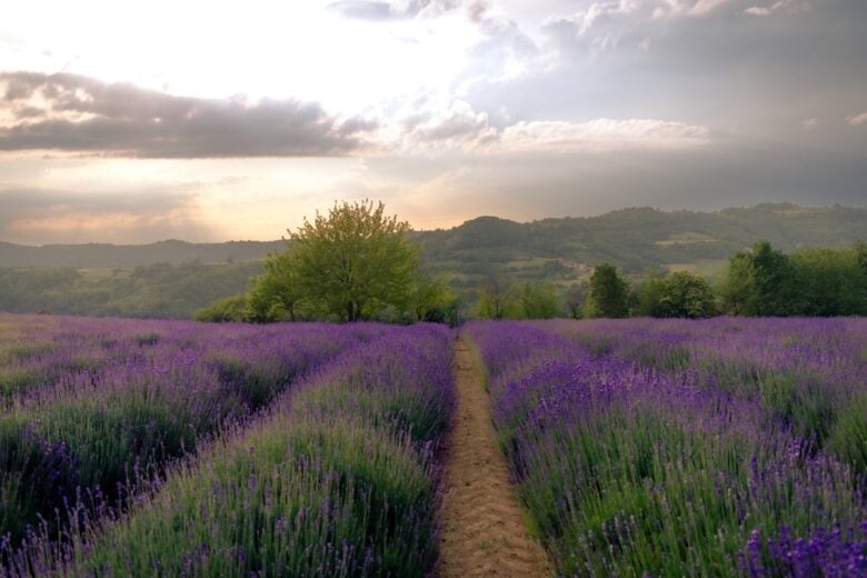 san-giovanni-piemonte-campo-di-lavanda