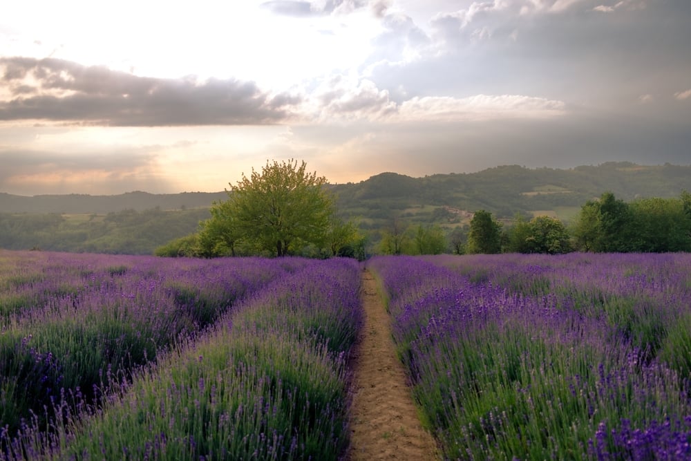 san-giovanni-piemonte-campo-di-lavanda san-giovanni-piemonte-campo-di-lavanda