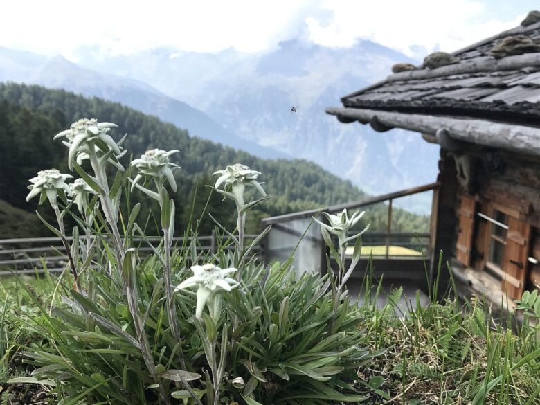 Stelle, Alpine