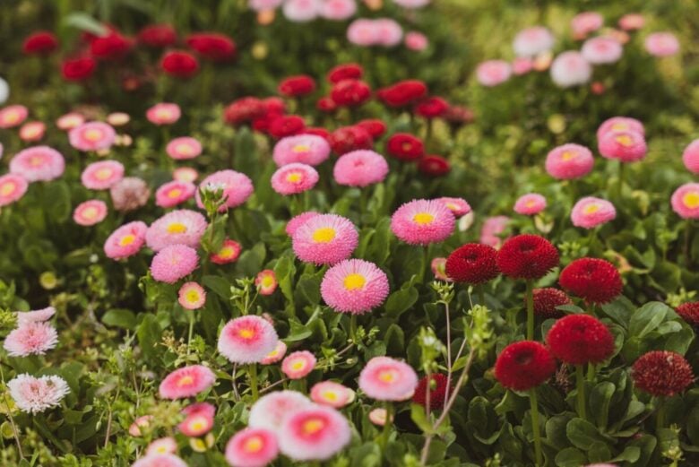 A colorful variety of Bellis perennis daisies blossoming in a lush garden setting.