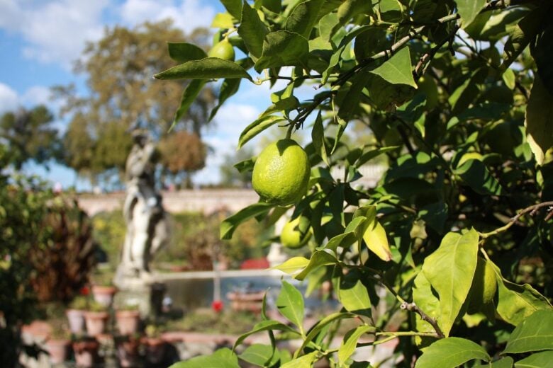 Lucca