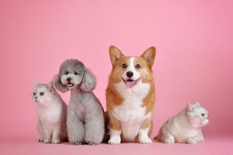 Animali