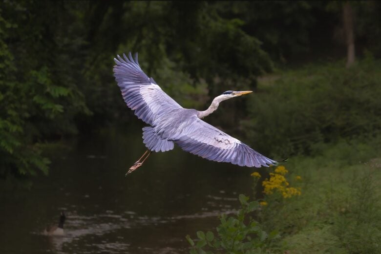 Birdwatching, Paludi
