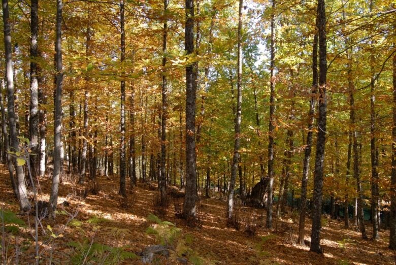 Bosco di Castagne