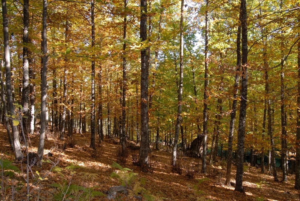 Bosco di Castagne Bosco di Castagne