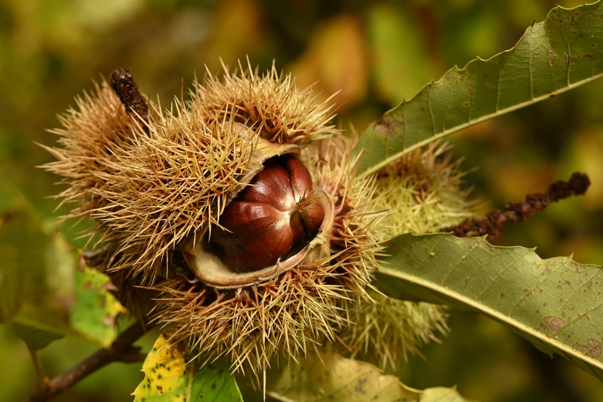 Castagne Castagne