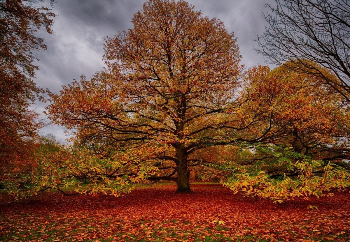 Parco di Richmond, Londra in autunno Parco di Richmond, Londra in autunno