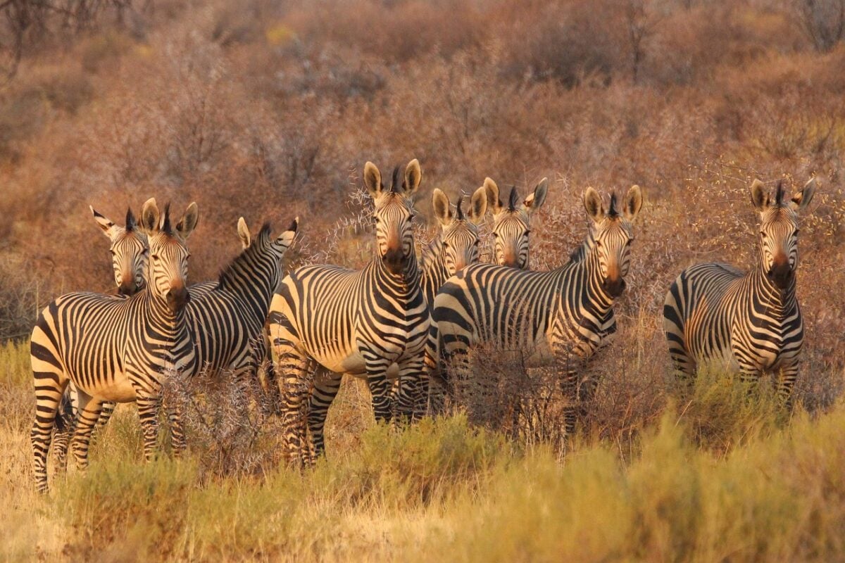 Safari Safari