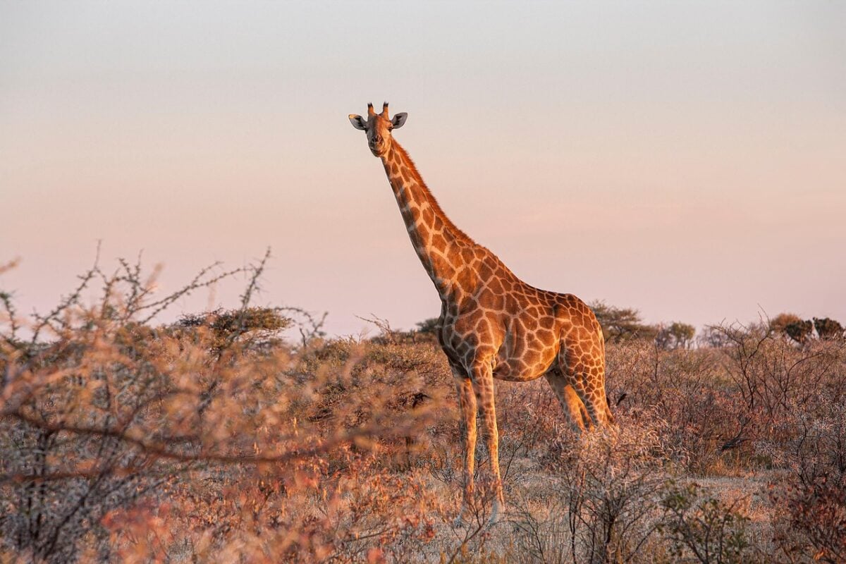 Safari Safari