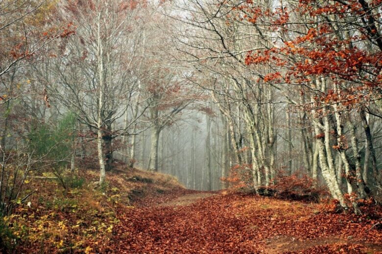 Explore a misty autumn forest path with vibrant fall foliage in Tuscany.