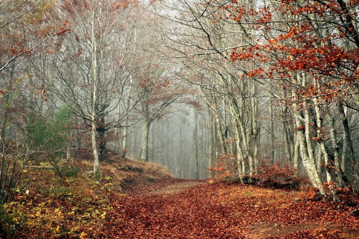 Explore a misty autumn forest path with vibrant fall foliage in Tuscany.