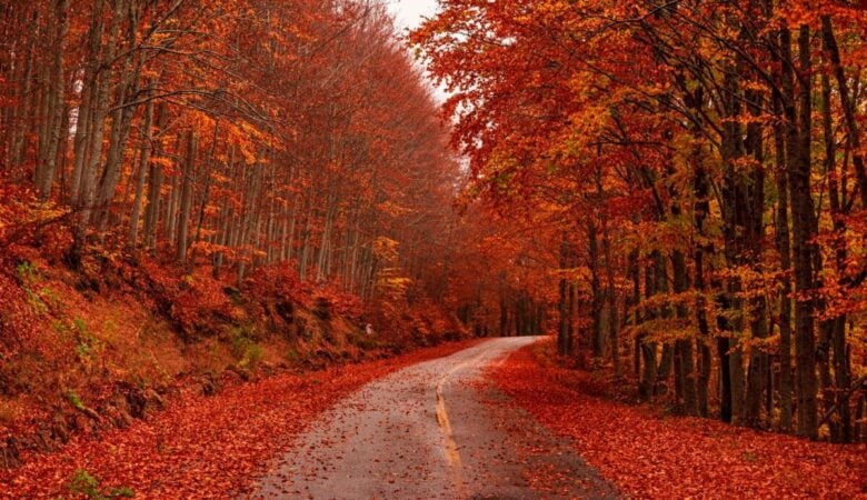 A serene autumn road covered with vibrant red leaves under a canopy of colorful autumn trees.