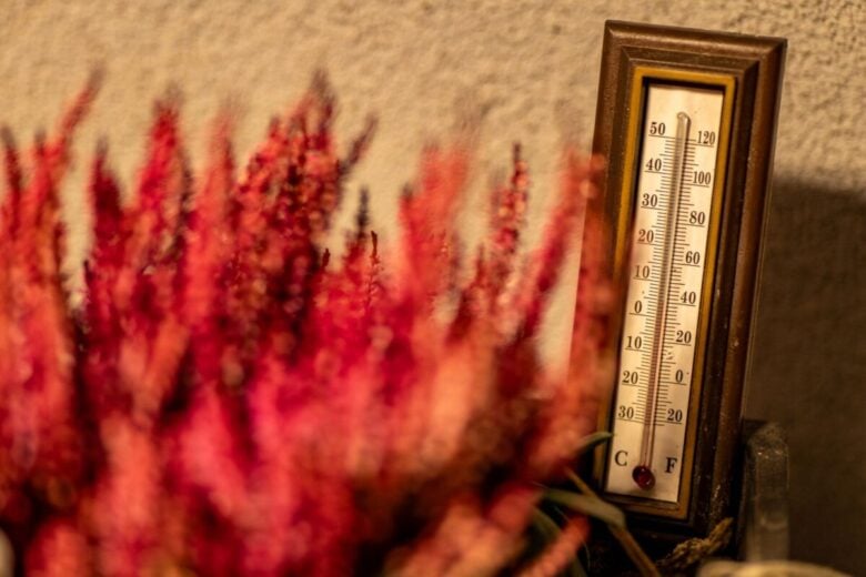 A vintage thermometer beside vibrant red flowers in warm lighting.