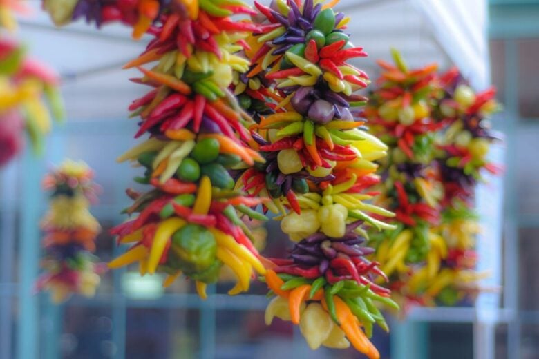 Colorful chili peppers hanging in bunches outdoors, showcasing a vibrant display.