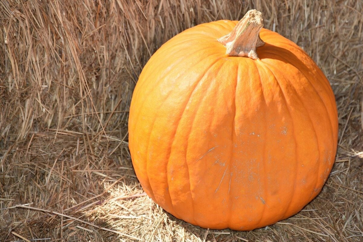 pumpkins, orange pumpkin, vegetable, harvest, fall, gourd, seasonal, healthy, halloween, decorative, edible, produce, pumpkins, vegetable, gourd, gourd, gourd, gourd, gourd