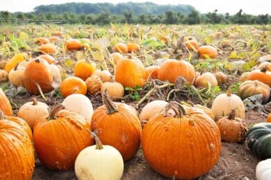 Non serve volare in America: i Pumpkin Patch più suggestivi tornano anche in Italia