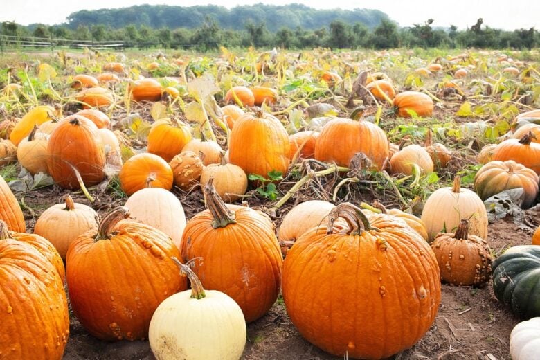 Pumpkin, Patch