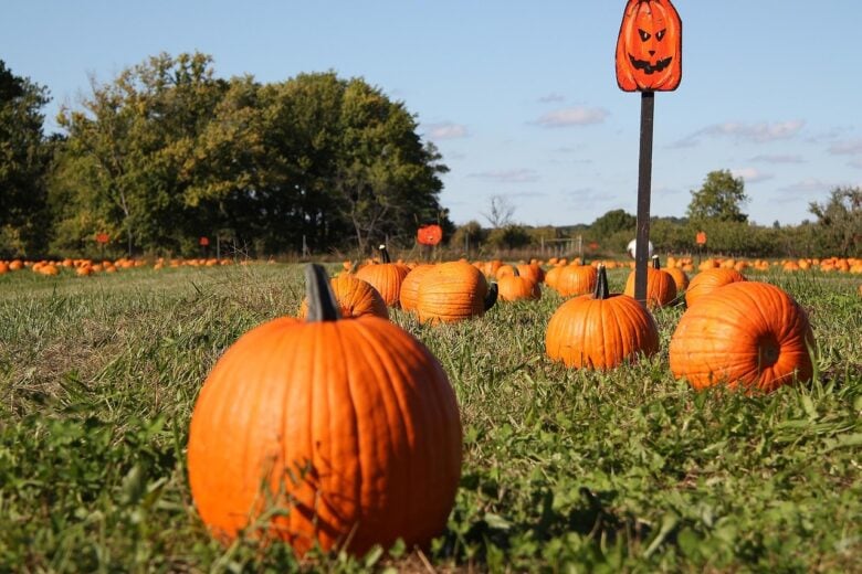 Pumpkin, Patch