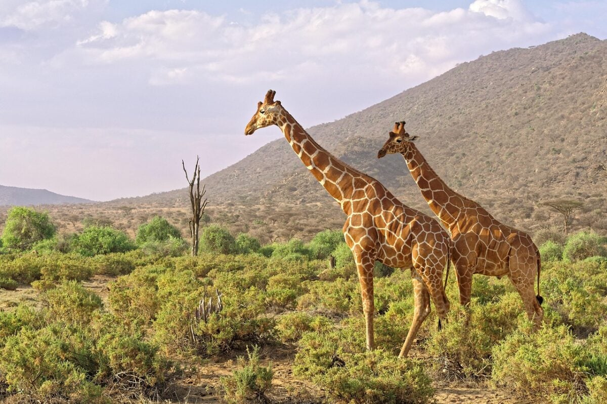 Samburu, National Samburu, National