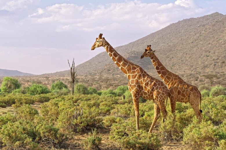 Samburu, National