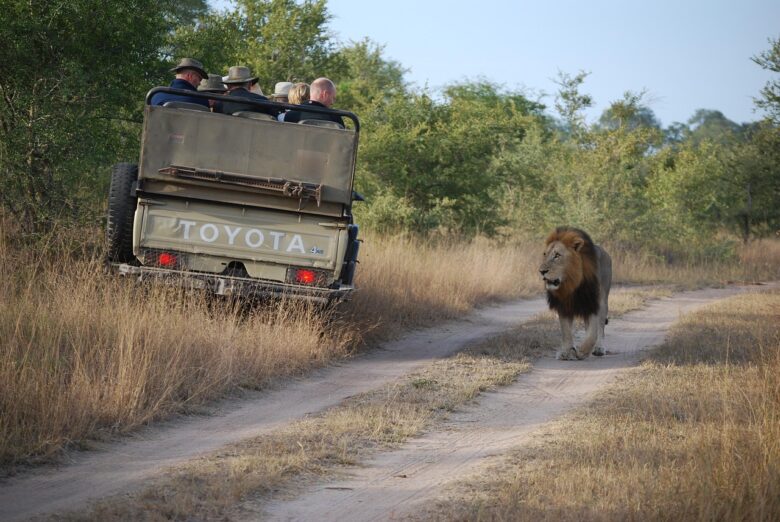 Africa, Safari
