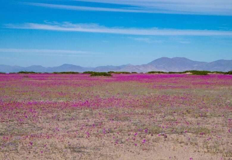 Atacama