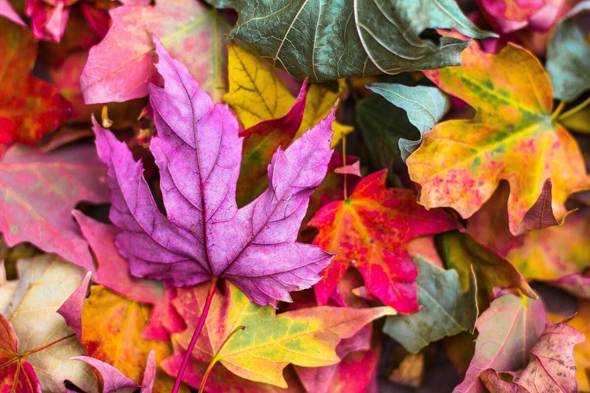 Autunno