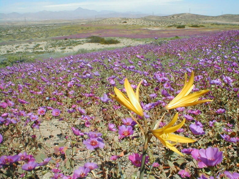 deserto fiorito