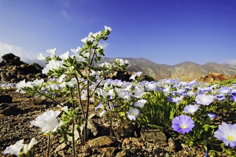 fioritura dell'Atacama
