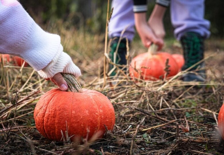 Fuori di Zucca