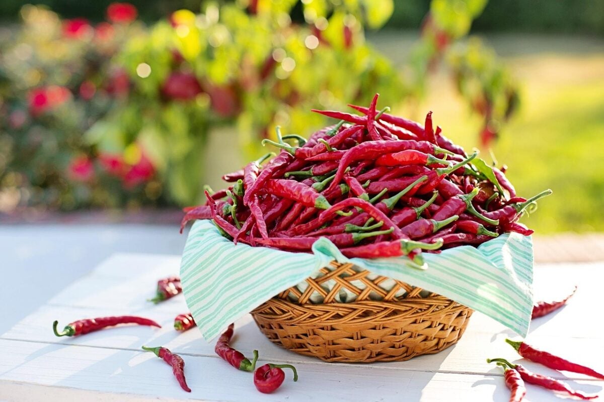 Peperoncino Peperoncino