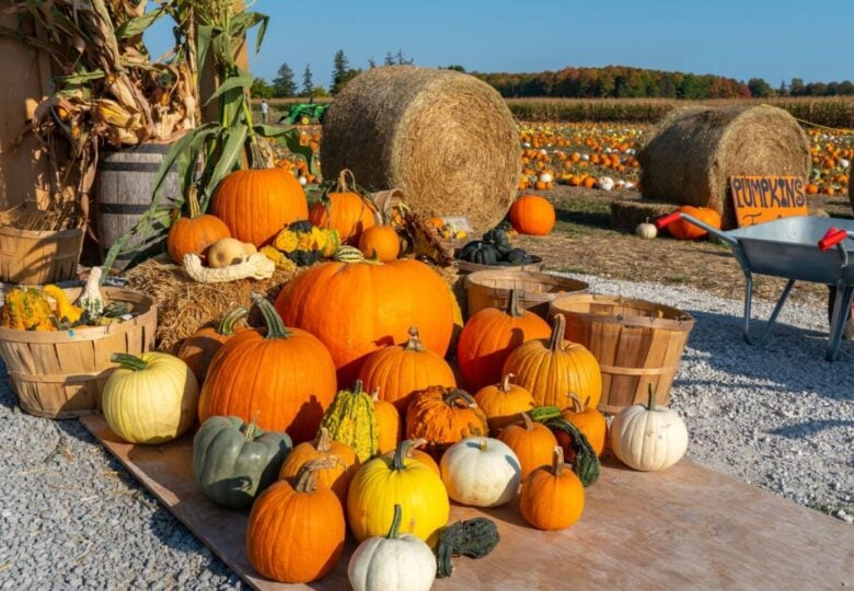 Pumpkin Patch dove in italia