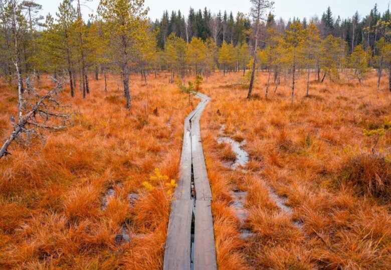 ruska lapponia