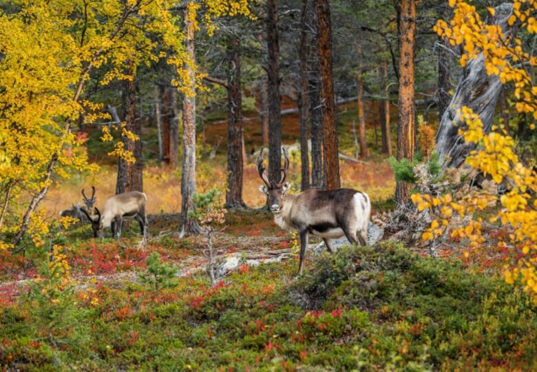 ruska lapponia renne