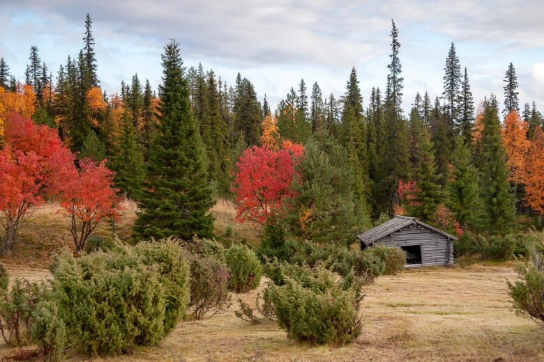 Ruska, Lapponia