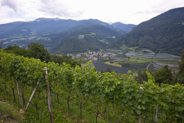 Vendemmia in Alto Adige