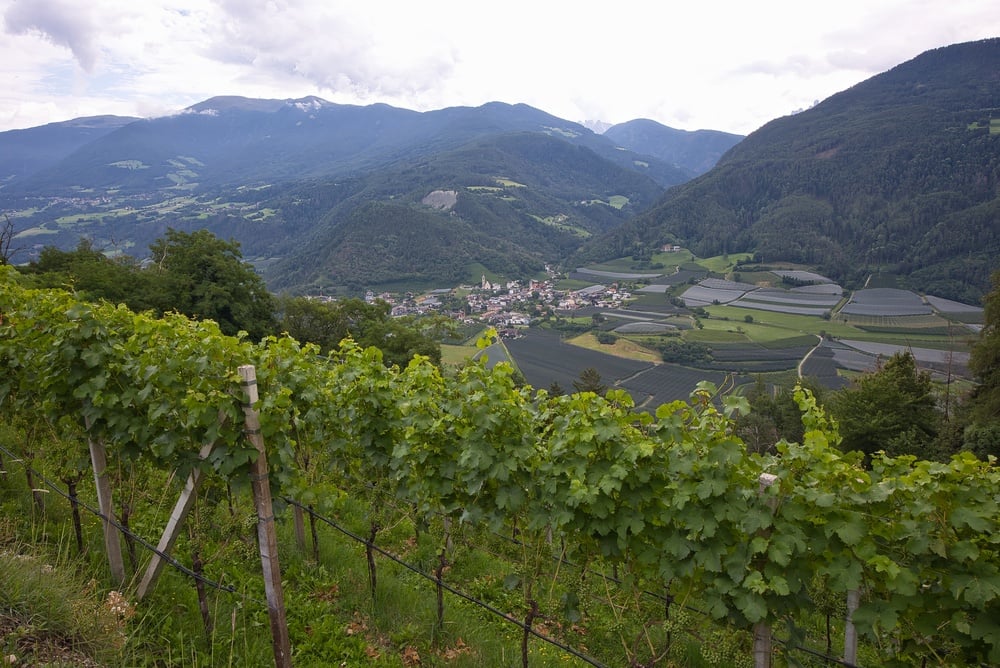 Vendemmia in Alto Adige Vendemmia in Alto Adige