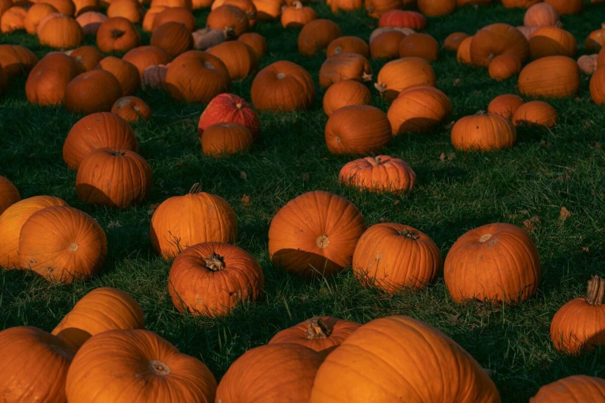 A vibrant field filled with ripe orange pumpkins during the fall season.