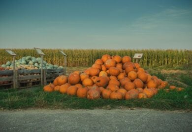 I 7 campi di zucche più belli d’Italia: ad Halloween diventano pura magia