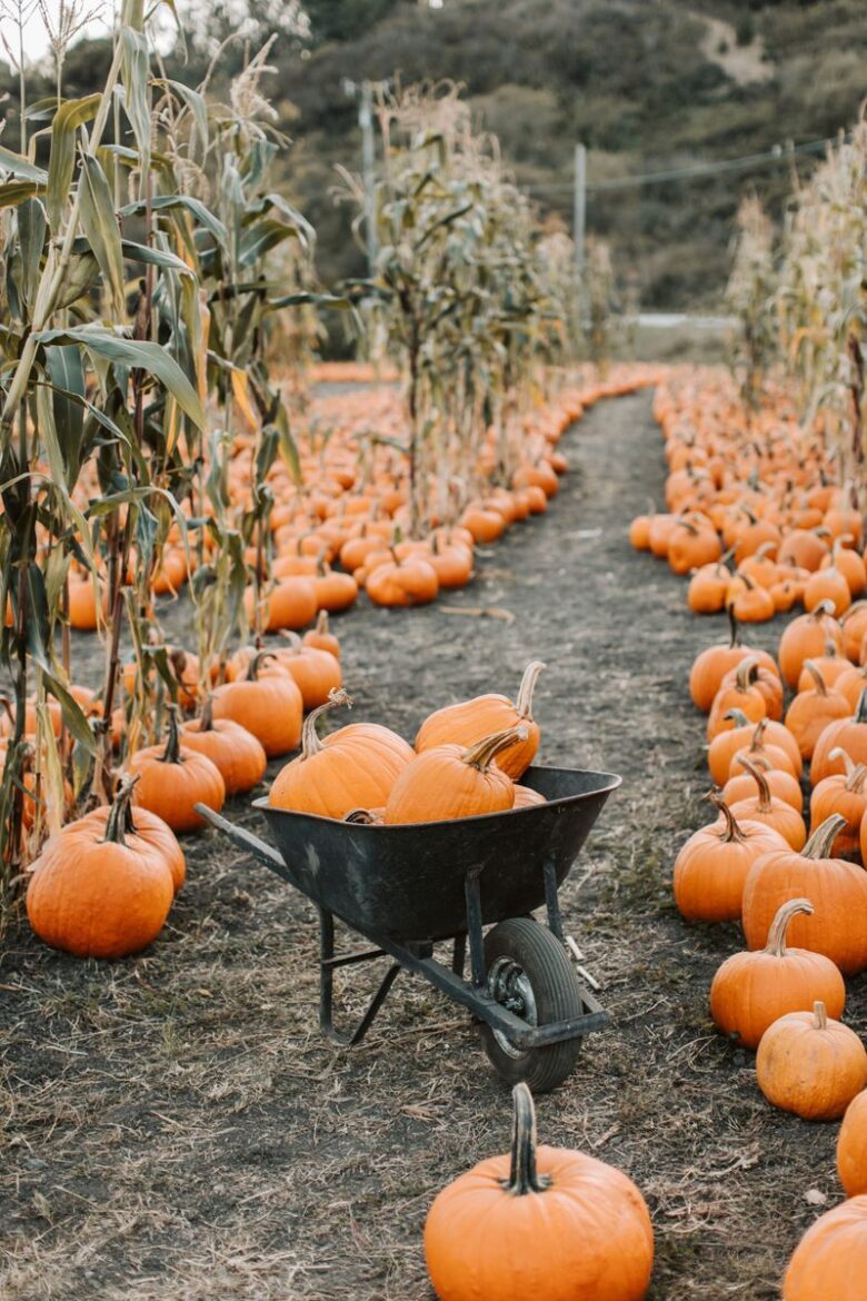 Explore a pumpkin-filled farm path during fall. A wheelbarrow completes the harvest scene.