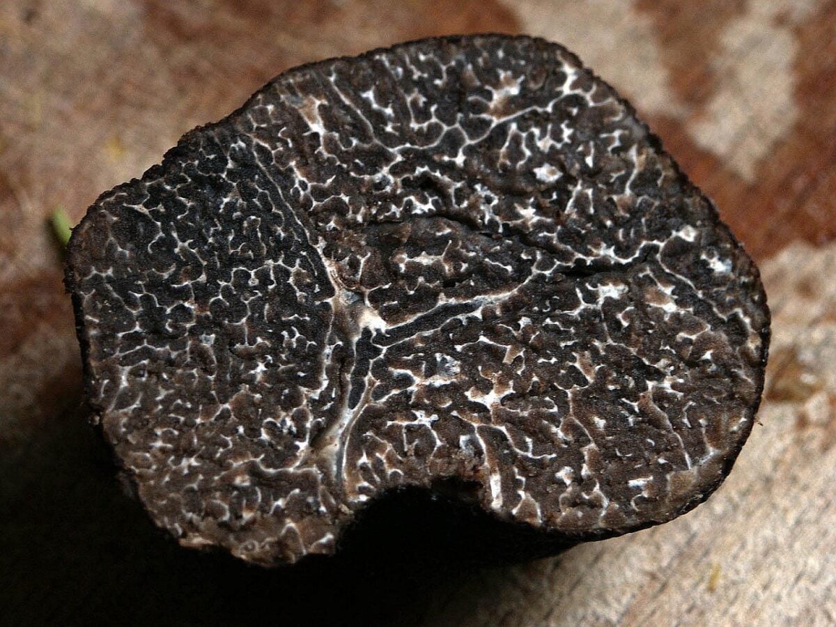 Tartufo, Bianco Tartufo, Bianco
